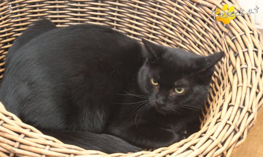 Katze Groot (Foto by Tiereck.at - Lavanttaler Tierhilfe)