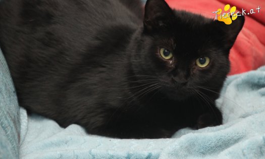 Katze Groot (Foto by Tiereck.at - Lavanttaler Tierhilfe)