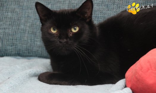 Katze Groot (Foto by Tiereck.at - Lavanttaler Tierhilfe)