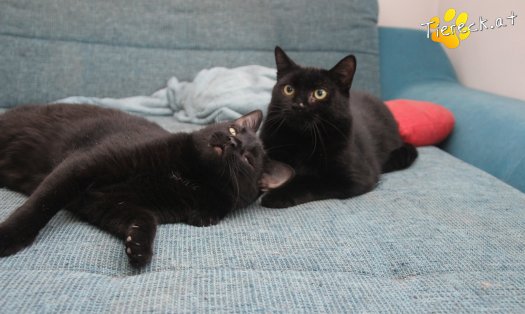 Katze Groot (Foto by Tiereck.at - Lavanttaler Tierhilfe)