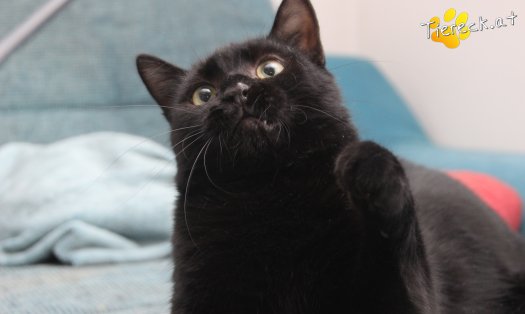 Katze Groot (Foto by Tiereck.at - Lavanttaler Tierhilfe)