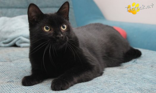 Katze Groot (Foto by Tiereck.at - Lavanttaler Tierhilfe)