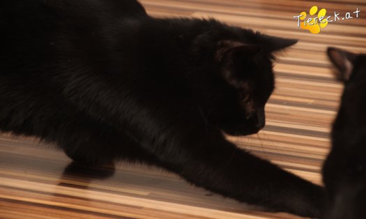 Katze Groot (Foto by Tiereck.at - Lavanttaler Tierhilfe)