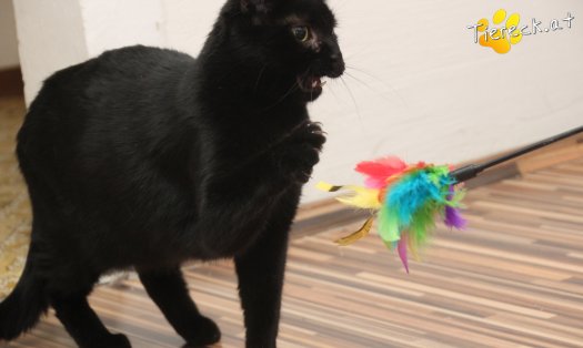 Katze Groot (Foto by Tiereck.at - Lavanttaler Tierhilfe)