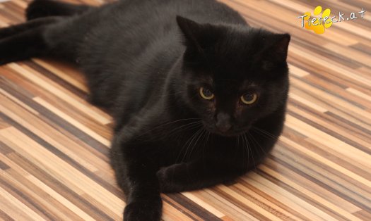 Katze Groot (Foto by Tiereck.at - Lavanttaler Tierhilfe)