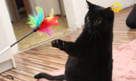 Katze Groot (Foto by Tiereck.at - Lavanttaler Tierhilfe)