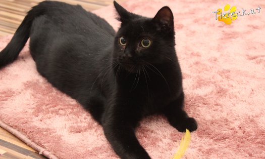 Katze Groot (Foto by Tiereck.at - Lavanttaler Tierhilfe)