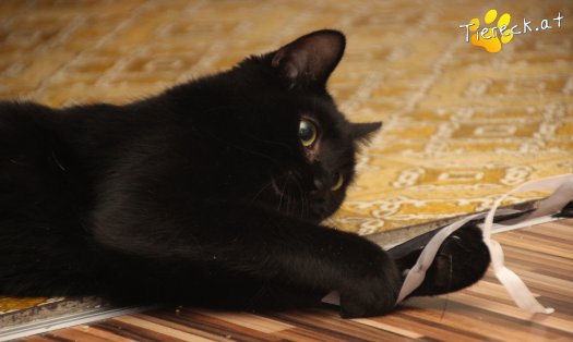 Katze Groot (Foto by Tiereck.at - Lavanttaler Tierhilfe)