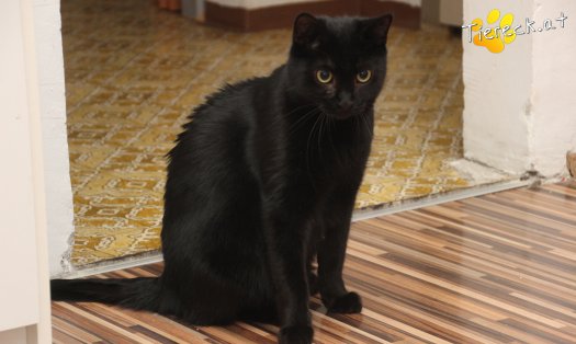 Katze Groot (Foto by Tiereck.at - Lavanttaler Tierhilfe)