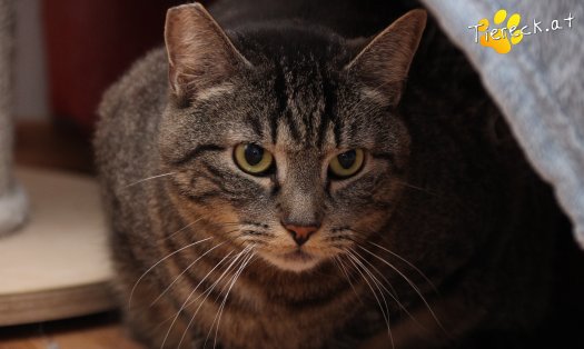 Katze Fredi (Foto by Tiereck.at - Lavanttaler Tierhilfe)