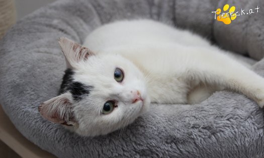 Katze Manny (Foto by Tiereck.at - Lavanttaler Tierhilfe)