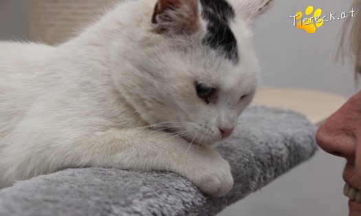 Katze Manny (Foto by Tiereck.at - Lavanttaler Tierhilfe)