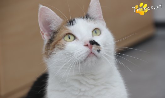 Katze Luna (Foto by Tiereck.at - Lavanttaler Tierhilfe)