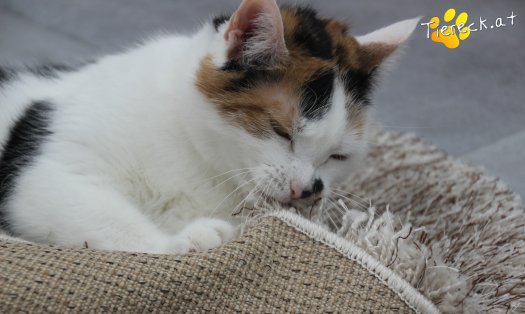 Katze Luna (Foto by Tiereck.at - Lavanttaler Tierhilfe)