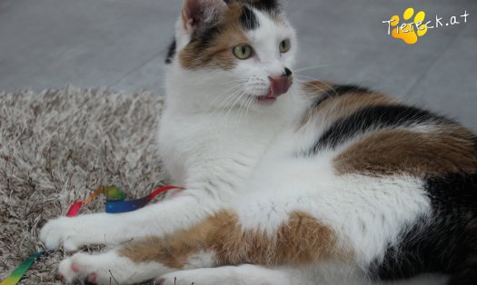 Katze Luna (Foto by Tiereck.at - Lavanttaler Tierhilfe)