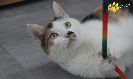 Katze Luna (Foto by Tiereck.at - Lavanttaler Tierhilfe)