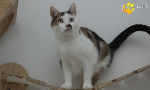 Katze Luna (Foto by Tiereck.at - Lavanttaler Tierhilfe)