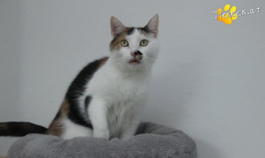 Katze Luna (Foto by Tiereck.at - Lavanttaler Tierhilfe)