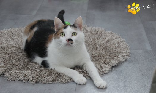 Katze Luna (Foto by Tiereck.at - Lavanttaler Tierhilfe)