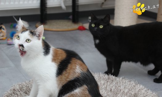 Katze Luna (Foto by Tiereck.at - Lavanttaler Tierhilfe)