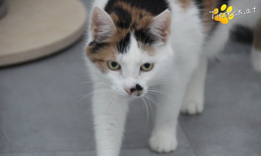 Katze Luna (Foto by Tiereck.at - Lavanttaler Tierhilfe)