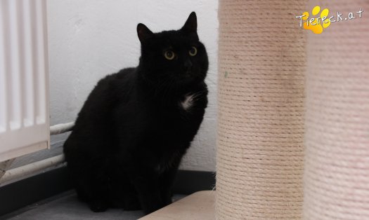 Katze Ruby (Foto by Tiereck.at - Lavanttaler Tierhilfe)