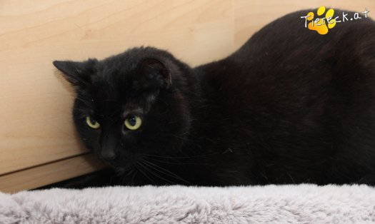 Katze Ruby (Foto by Tiereck.at - Lavanttaler Tierhilfe)