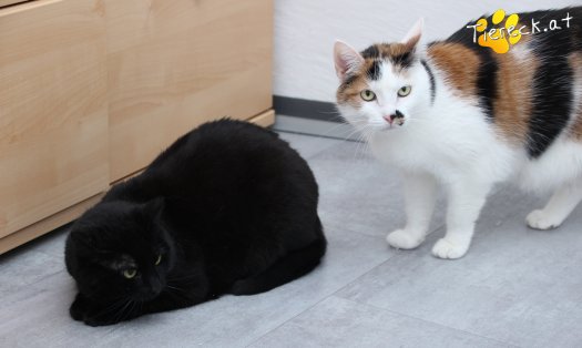 Katze Ruby (Foto by Tiereck.at - Lavanttaler Tierhilfe)