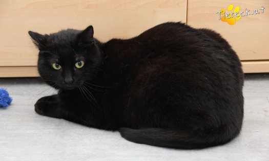 Katze Ruby (Foto by Tiereck.at - Lavanttaler Tierhilfe)