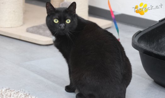Katze Ruby (Foto by Tiereck.at - Lavanttaler Tierhilfe)