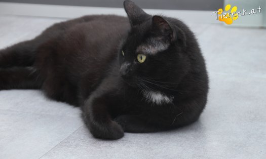 Katze Ruby (Foto by Tiereck.at - Lavanttaler Tierhilfe)