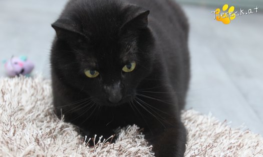 Katze Ruby (Foto by Tiereck.at - Lavanttaler Tierhilfe)