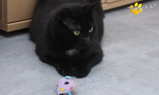 Katze Ruby (Foto by Tiereck.at - Lavanttaler Tierhilfe)