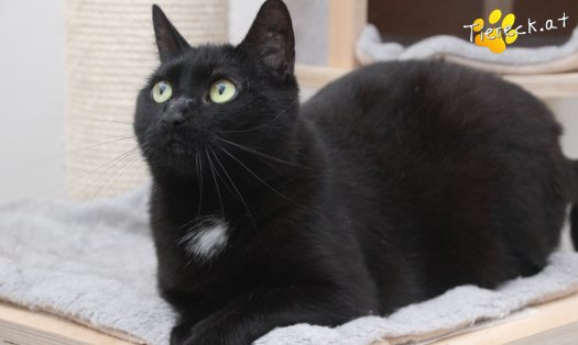 Katze Ruby (Foto by Tiereck.at - Lavanttaler Tierhilfe)