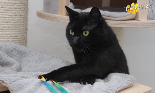 Katze Ruby (Foto by Tiereck.at - Lavanttaler Tierhilfe)
