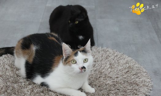 Katze Ruby (Foto by Tiereck.at - Lavanttaler Tierhilfe)