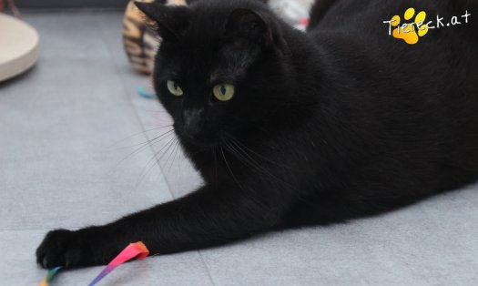 Katze Ruby (Foto by Tiereck.at - Lavanttaler Tierhilfe)