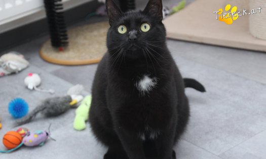 Katze Ruby (Foto by Tiereck.at - Lavanttaler Tierhilfe)