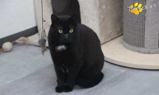 Katze Ruby (Foto by Tiereck.at - Lavanttaler Tierhilfe)
