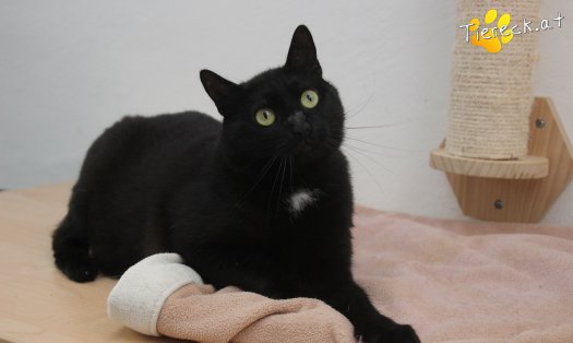 Katze Ruby (Foto by Tiereck.at - Lavanttaler Tierhilfe)