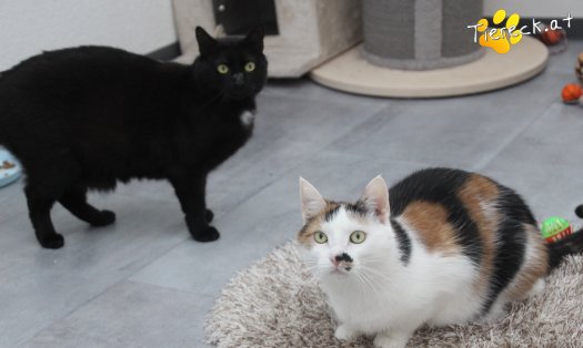 Katze Ruby (Foto by Tiereck.at - Lavanttaler Tierhilfe)