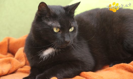 Katze Ruby (Foto by Tiereck.at - Lavanttaler Tierhilfe)