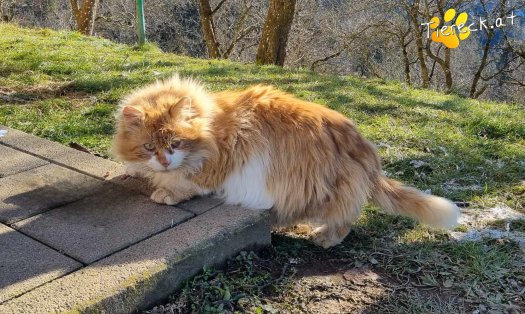 Katze Leo (Foto by Tiereck.at - Lavanttaler Tierhilfe)