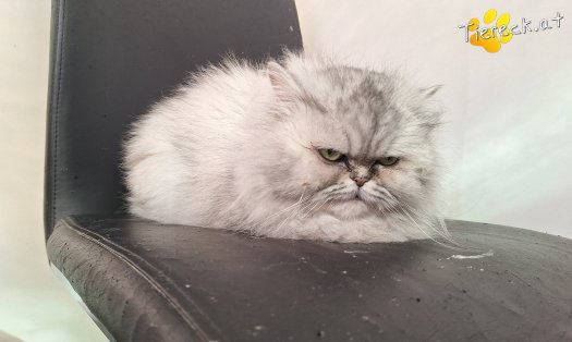 Katze Chealsy