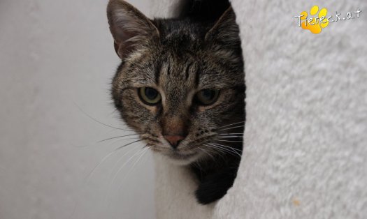 Katze Jacky (Foto by Tiereck.at - Lavanttaler Tierhilfe)