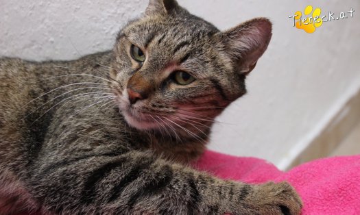 Katze Jacky (Foto by Tiereck.at - Lavanttaler Tierhilfe)