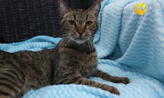 Katze Jacky (Foto by Tiereck.at - Lavanttaler Tierhilfe)