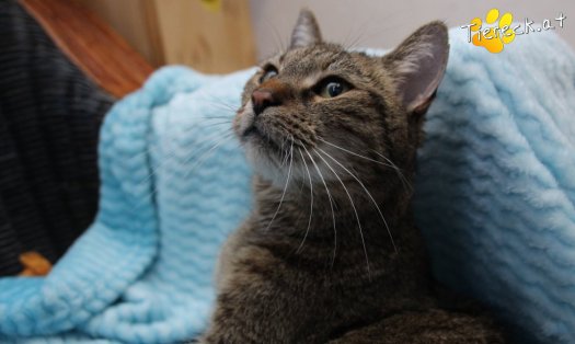 Katze Jacky (Foto by Tiereck.at - Lavanttaler Tierhilfe)