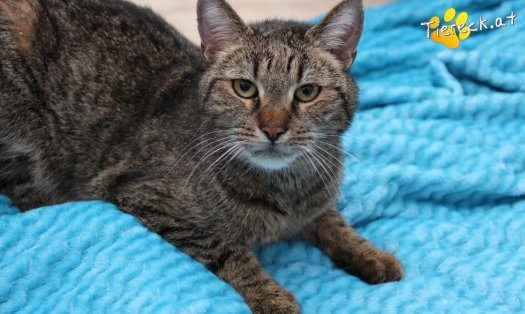 Katze Jacky (Foto by Tiereck.at - Lavanttaler Tierhilfe)