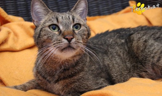 Katze Jacky (Foto by Tiereck.at - Lavanttaler Tierhilfe)